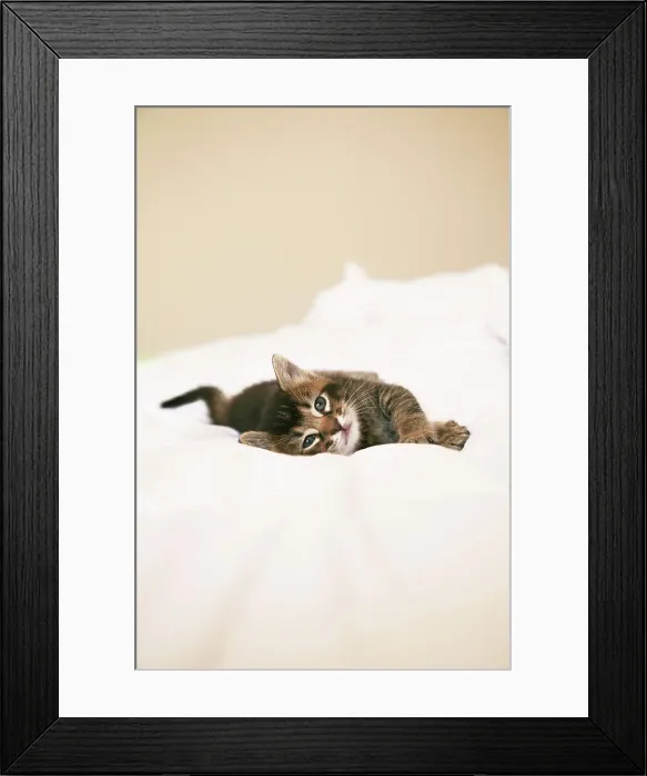 Framed Print : Kitten Portrait Framed Print : Kitten Portrait