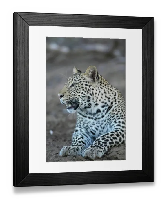 Framed Print : Leopard (Panthera pardus) in veld Framed Print : Leopard (Panthera pardus) in veld