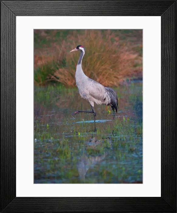 Framed Print : UK, England, Norfolk, Eurasian Crane (Grus grus) wading in pond