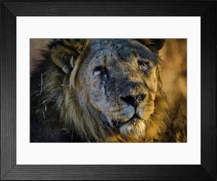 Framed Print : Lion (Panthera leo) claws. Madikwe Game Reserve Framed Print : Lion (Panthera leo) claws. Madikwe Game Reserve