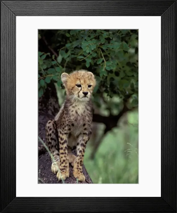 Framed Print : Cheetah cub. MalaMala Game Reserve Framed Print : Cheetah cub. MalaMala Game Reserve