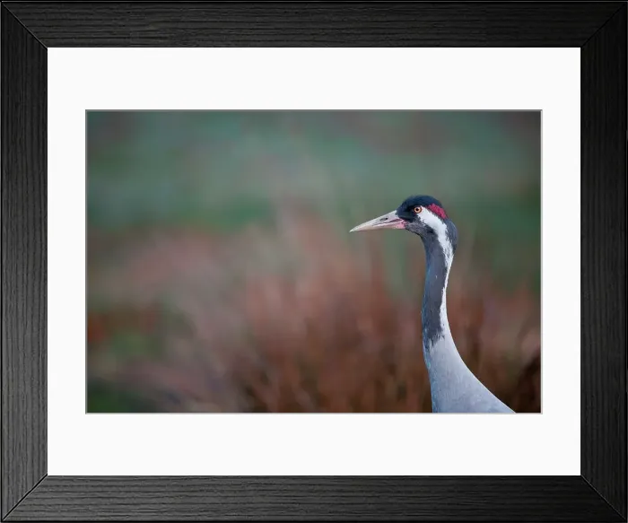 Framed Print : UK, England, Norfolk, Eurasian Crane (Grus grus) Framed Print : UK, England, Norfolk, Eurasian Crane (Grus grus)