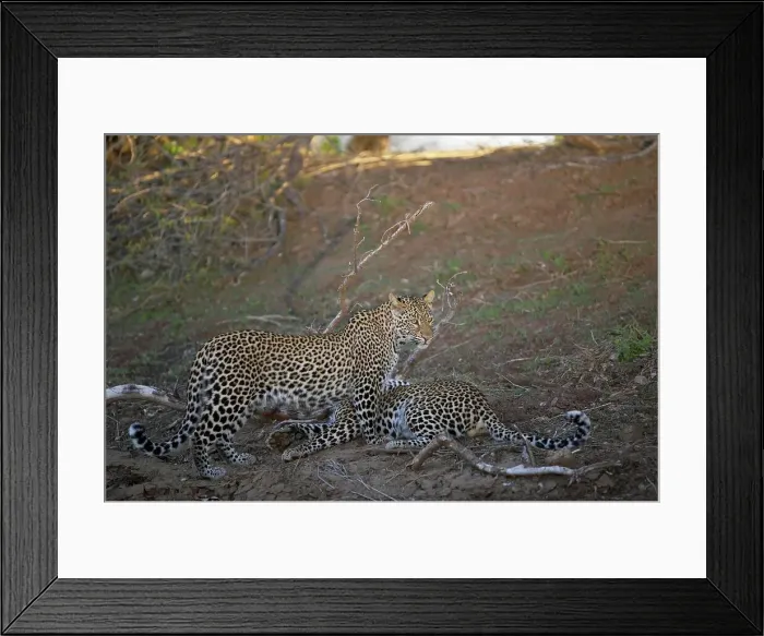 Framed Print : Leopard (Panthera pardus) in veld playing
