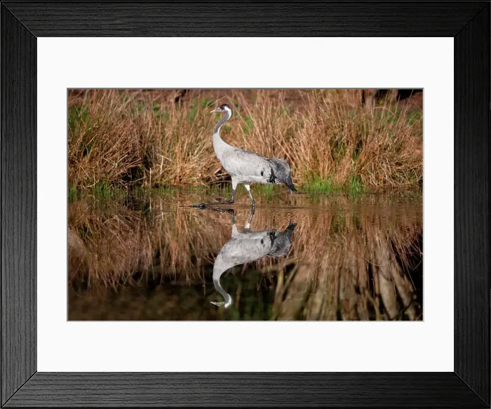 Framed Print : UK, England, Norfolk, Eurasian Crane (Grus grus) adult wading Framed Print : UK, England, Norfolk, Eurasian Crane (Grus grus) adult wading