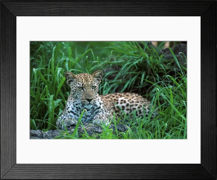 Framed Print : Leopard lying in grass. MalaMala Game Reserve Mpumalanga Framed Print : Leopard lying in grass. MalaMala Game Reserve Mpumalanga