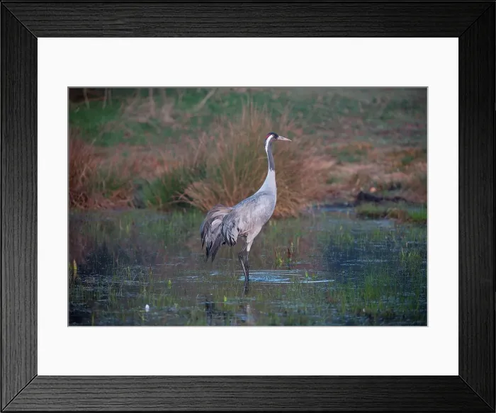 Framed Print : UK, England, Norfolk, Eurasian Crane (Grus grus) wading in pond Framed Print : UK, England, Norfolk, Eurasian Crane (Grus grus) wading in pond
