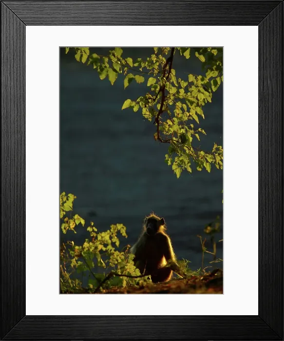 Framed Print : Chacma Baboon (Papio cynocephalus) Framed Print : Chacma Baboon (Papio cynocephalus)