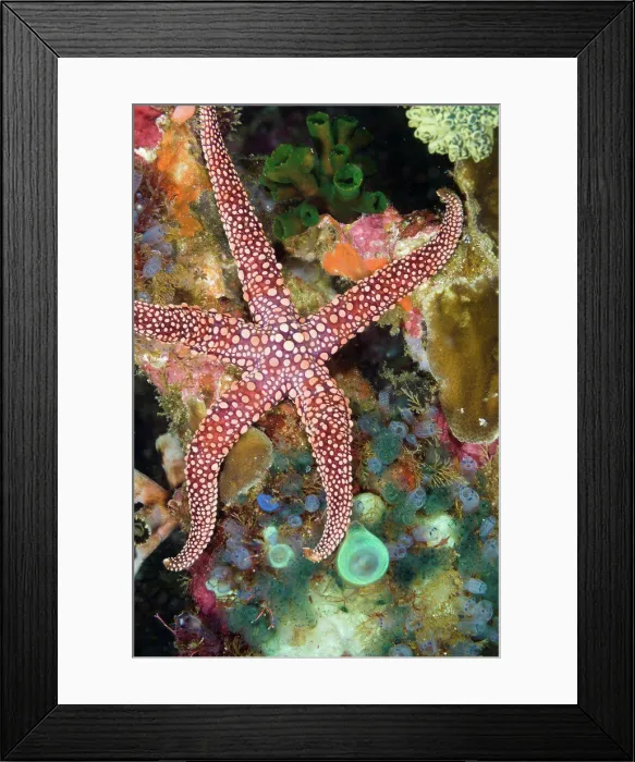 Framed Print : Indonesia, Bali, Cannibal Rock, Starfish (Gomophia gomophia) and tunicates Framed Print : Indonesia, Bali, Cannibal Rock, Starfish (Gomophia gomophia) and tunicates