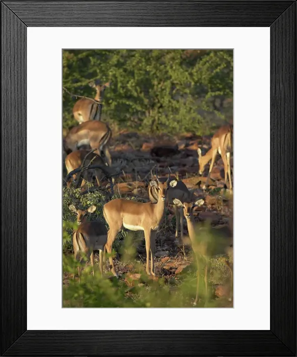 Framed Print : Impala (Aepyceros melampus melampus) herd in veld Framed Print : Impala (Aepyceros melampus melampus) herd in veld