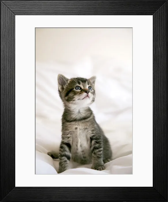 Framed Print : Kitten Portrait Framed Print : Kitten Portrait