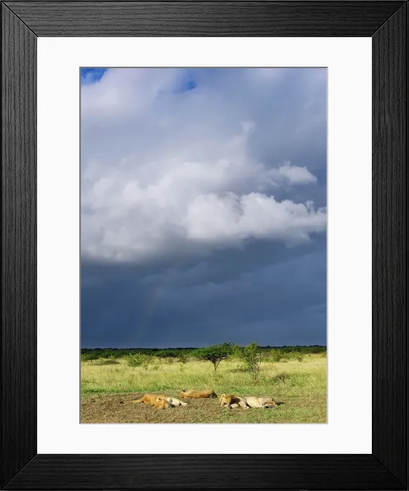 Framed Print : Lion (Panthera leo) pride sleeping during an oncoming storm with rainbow Framed Print : Lion (Panthera leo) pride sleeping during an oncoming storm with rainbow