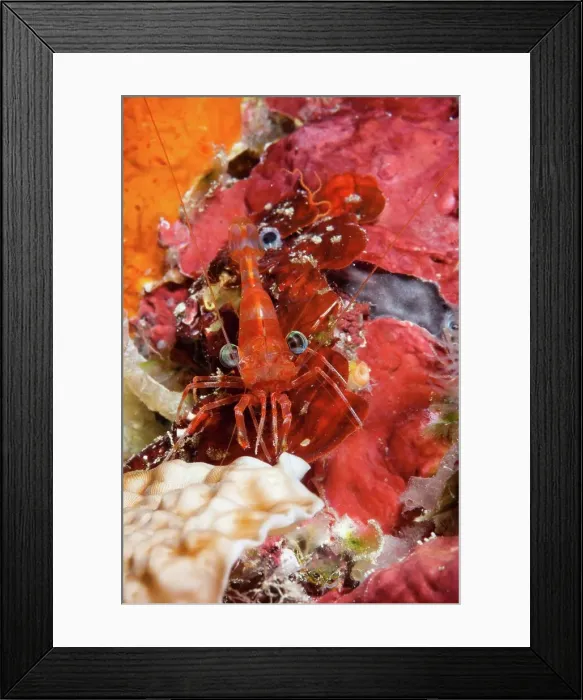 Framed Print : Micronesia, Caroline Islands, Palau Framed Print : Micronesia, Caroline Islands, Palau