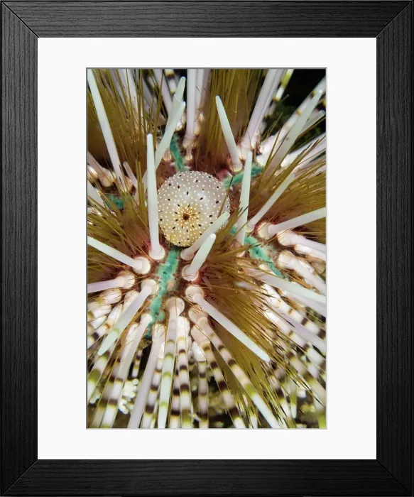 Framed Print : Indonesia, Komodo, Sea urchin detail Framed Print : Indonesia, Komodo, Sea urchin detail