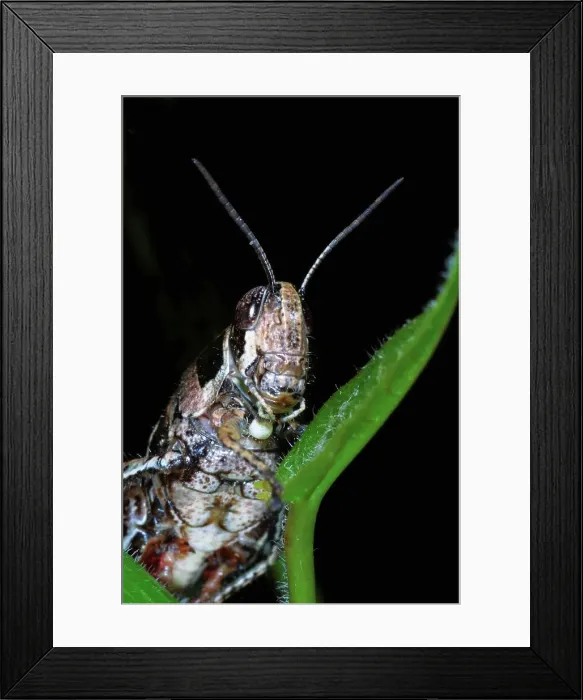 Framed Print : Locust. Pietermaritzburg. KwaZulu-Natal Framed Print : Locust. Pietermaritzburg. KwaZulu-Natal