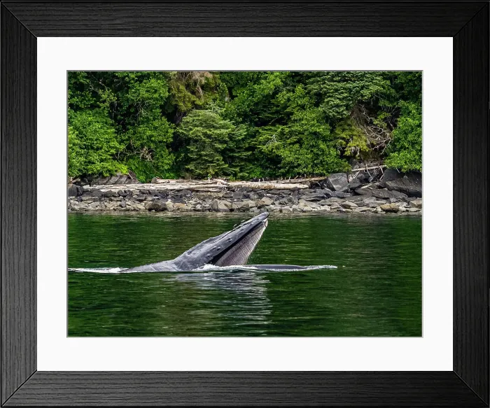Framed Print : Alaska Fingers Humpback Whale (Megaptera Novaeangliae) Framed Print : Alaska Fingers Humpback Whale (Megaptera Novaeangliae)