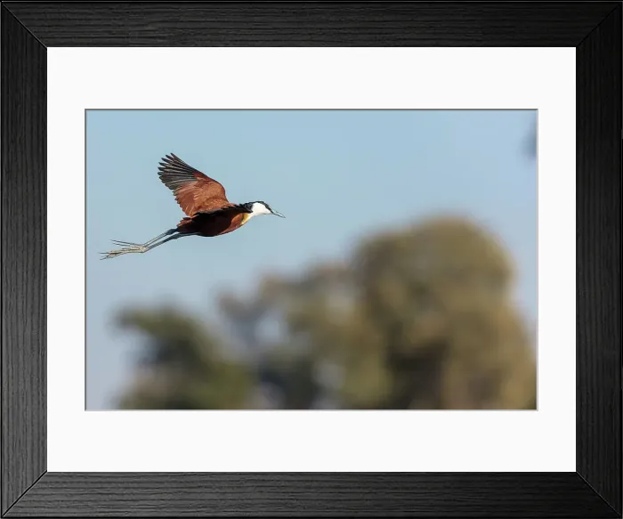 Framed Print : African jacana (Actophilornis africanus) in flight
