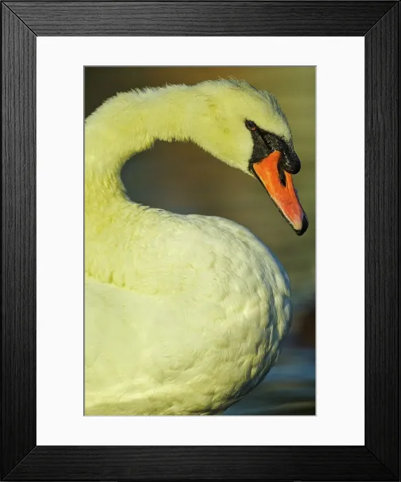 Framed Print : Canada, British Columbia, Vancouver Island Framed Print : Canada, British Columbia, Vancouver Island