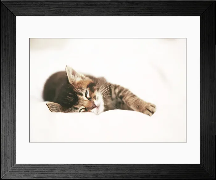 Framed Print : Kitten Portrait Framed Print : Kitten Portrait