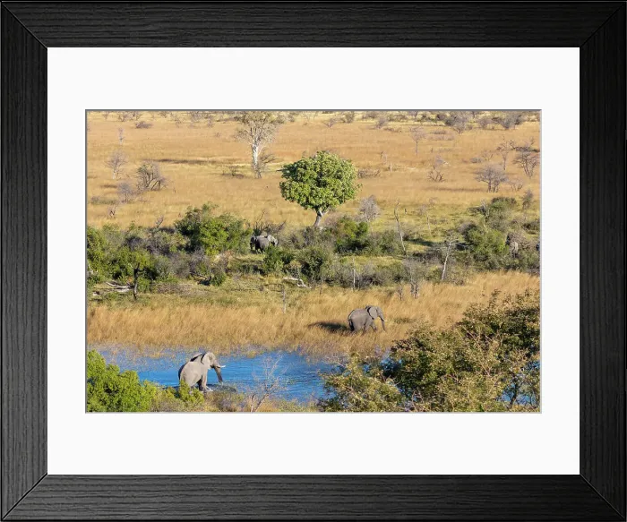 Framed Print : Aerial view of African bush elephant (Loxodonta africana) Framed Print : Aerial view of African bush elephant (Loxodonta africana)