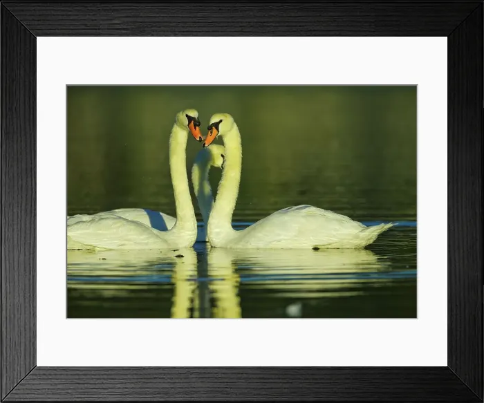 Framed Print : Canada, British Columbia, Vancouver Island Framed Print : Canada, British Columbia, Vancouver Island