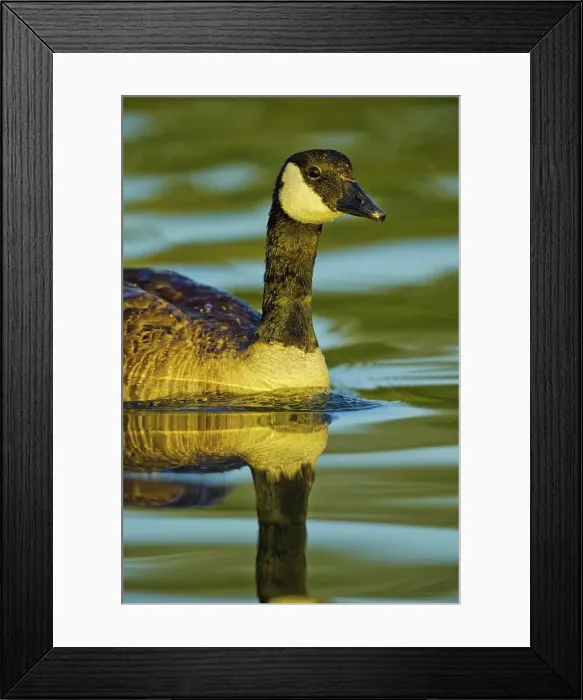 Framed Print : Canada, British Columbia, Vancouver Island Framed Print : Canada, British Columbia, Vancouver Island