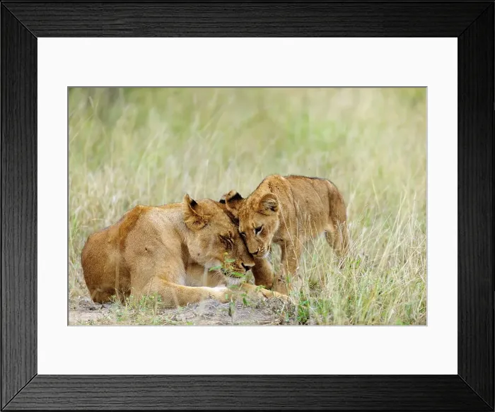 Framed Print : Lion (Panthera leo) female and cub rubbing heads in typical greeting