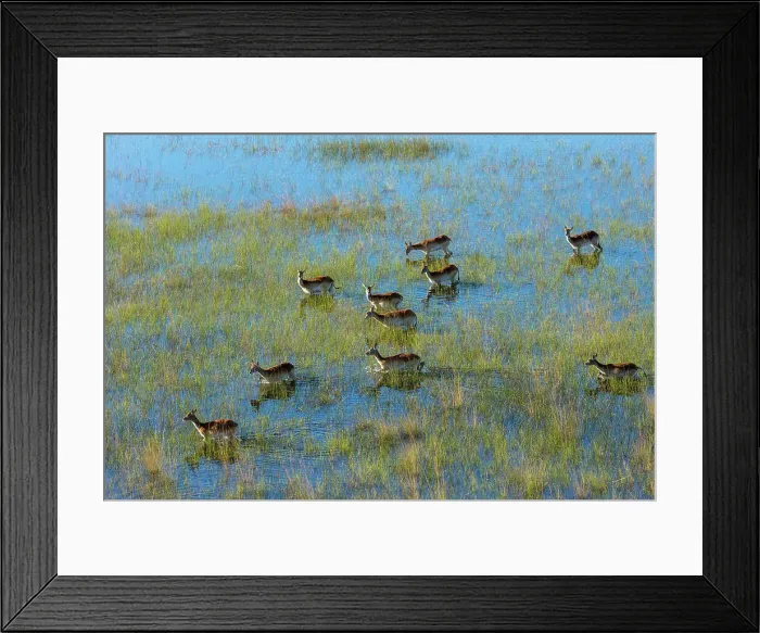 Framed Print : Aerial view of red lechwe (Kobus leche leche) Framed Print : Aerial view of red lechwe (Kobus leche leche)