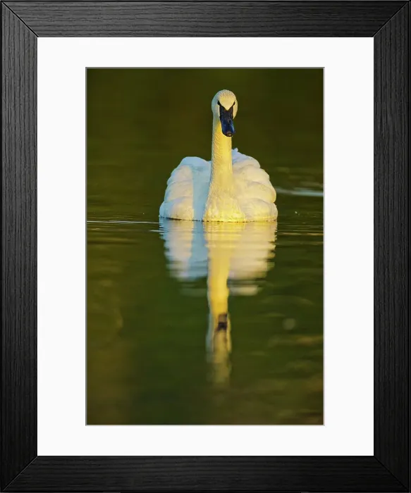 Framed Print : Canada, British Columbia, Vancouver Island Framed Print : Canada, British Columbia, Vancouver Island
