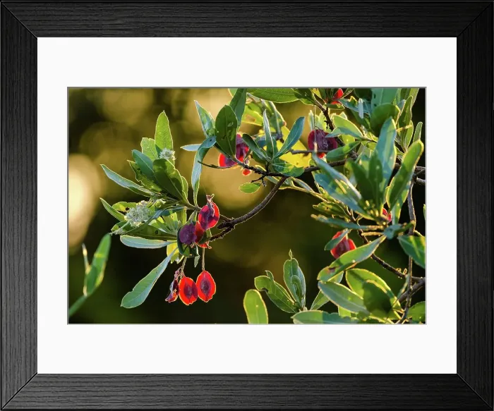 Framed Print : Purple-pod Terminalia (Terminalia pruniodes) showing seed pod and flower Framed Print : Purple-pod Terminalia (Terminalia pruniodes) showing seed pod and flower