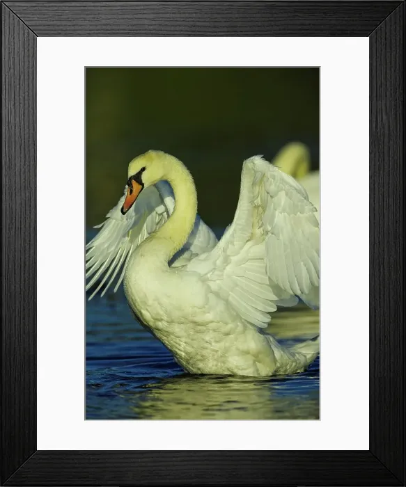Framed Print : Canada, British Columbia, Vancouver Island Framed Print : Canada, British Columbia, Vancouver Island