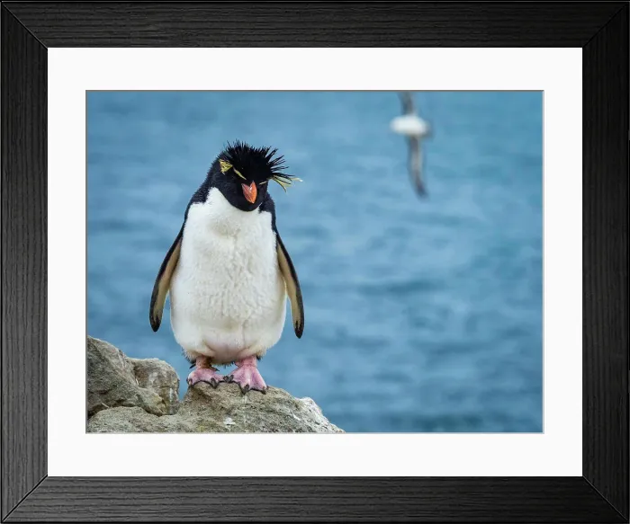 Framed Print : Rockhopper Penguin (Eudyptes chrysocome) Portrait on New Island, Falkland Islands Framed Print : Rockhopper Penguin (Eudyptes chrysocome) Portrait on New Island, Falkland Islands