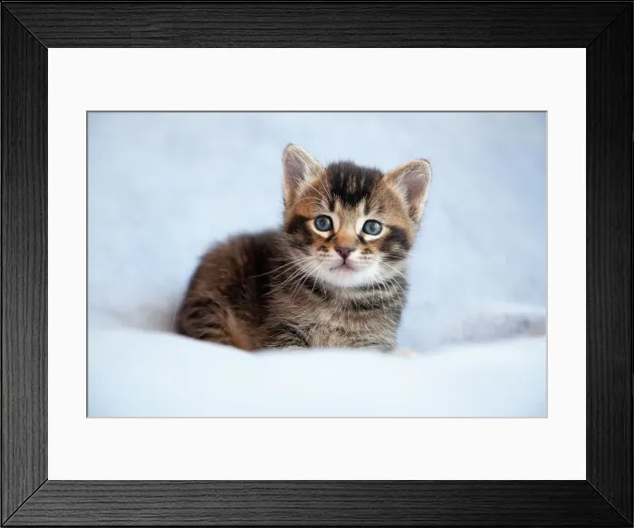 Framed Print : Kitten Portrait