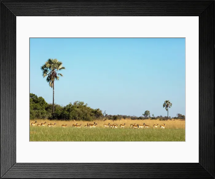 Framed Print : Red lechwe (Kobus leche leche) Framed Print : Red lechwe (Kobus leche leche)