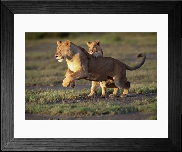 Framed Print : Female African lion (Panthera leo) playing with its cub at Big Marsh
