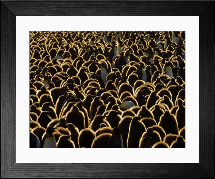 Framed Print : King Penguin (Aptenodytes patagonicus) chics at Gold Harbor, South Georgia Framed Print : King Penguin (Aptenodytes patagonicus) chics at Gold Harbor, South Georgia