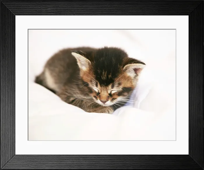 Framed Print : Kitten Sleeping on Bed Framed Print : Kitten Sleeping on Bed