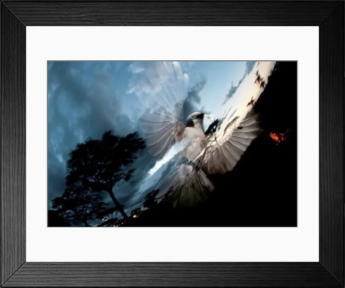 Framed Print : Northern White-Crowned shrike (Eurocephalus rueppelli) feeding on popcorn around the campfire Framed Print : Northern White-Crowned shrike (Eurocephalus rueppelli) feeding on popcorn around the campfire