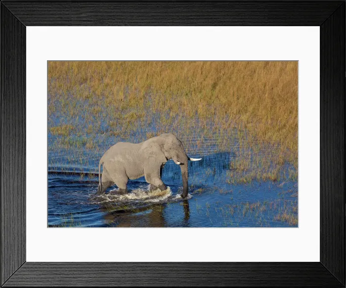 Framed Print : Aerial view of African bush elephant (Loxodonta africana) Framed Print : Aerial view of African bush elephant (Loxodonta africana)