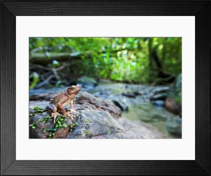 Framed Print : Borneo River toad (Bufo asper) on stream side stone Framed Print : Borneo River toad (Bufo asper) on stream side stone