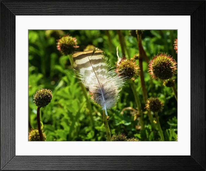 Framed Print : Carcass Island Climate Change Falkland Islands Framed Print : Carcass Island Climate Change Falkland Islands