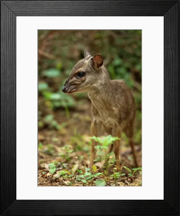 Framed Print : Blue Duiker (Philantomba monticola) Framed Print : Blue Duiker (Philantomba monticola)