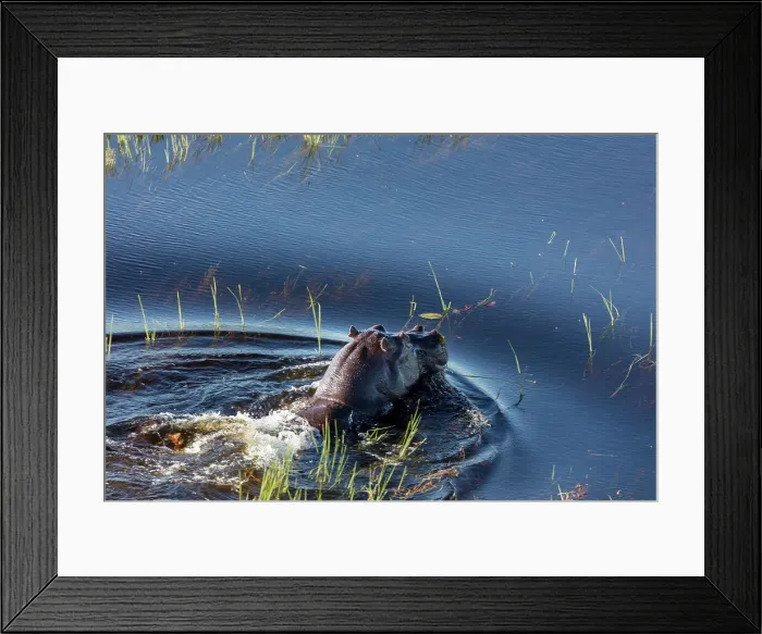 Framed Print : Aerial view of Common hippopotamus or hippo (Hippopotamus amphibius)