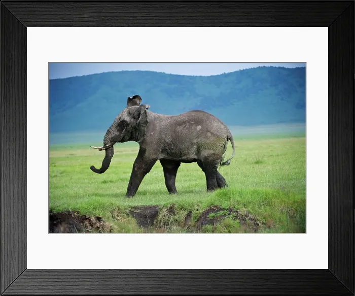 Framed Print : African elephant (Loxodonta africana) in musth in mock charge Framed Print : African elephant (Loxodonta africana) in musth in mock charge