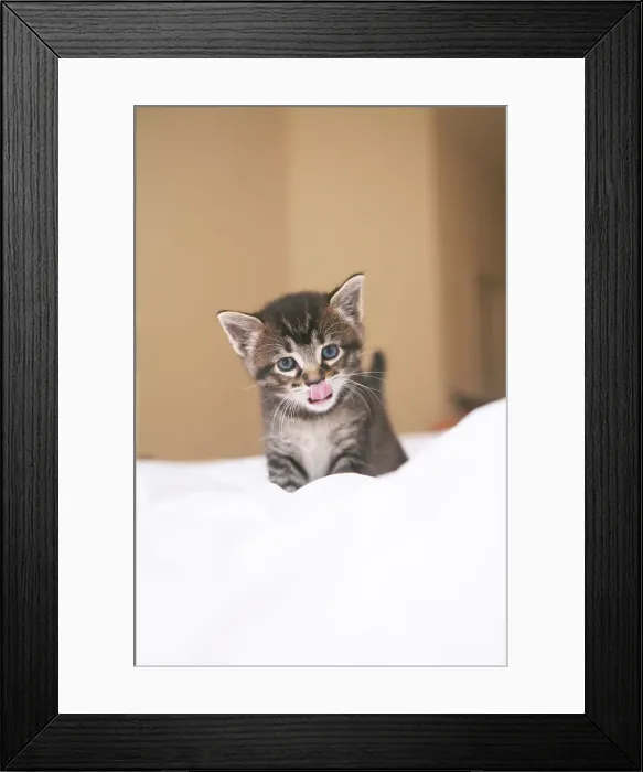 Framed Print : Kitten with Tongue Sticking out
