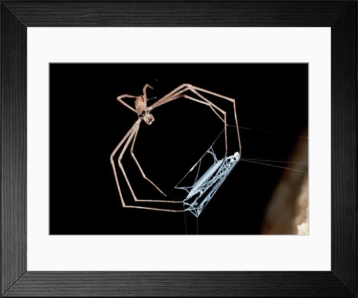 Framed Print : Ogre-Faced spider (Deinopis subrufa) with net active at night Framed Print : Ogre-Faced spider (Deinopis subrufa) with net active at night
