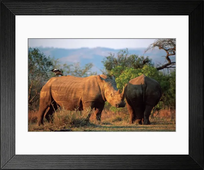 Framed Print : White Rhinoceros in veld. Hluhluwe Umfolozi Park