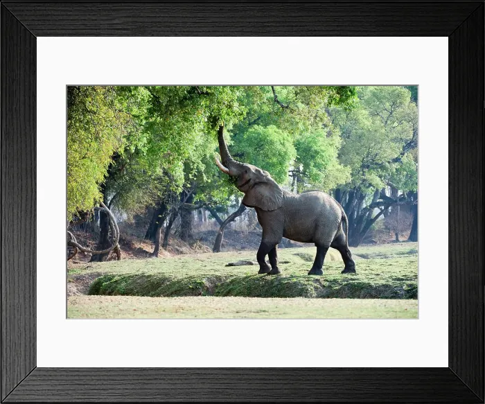 Framed Print : Adult bull African elephant (Loxodonta africana) feeding on foliage on the banks of the Luangwa River Framed Print : Adult bull African elephant (Loxodonta africana) feeding on foliage on the banks of the Luangwa River
