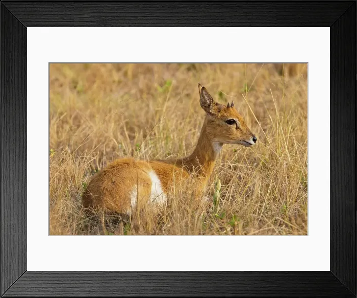 Framed Print : Oribi (Ourebia ourebi). Mlilwane Wildlife Sanctuary Framed Print : Oribi (Ourebia ourebi). Mlilwane Wildlife Sanctuary