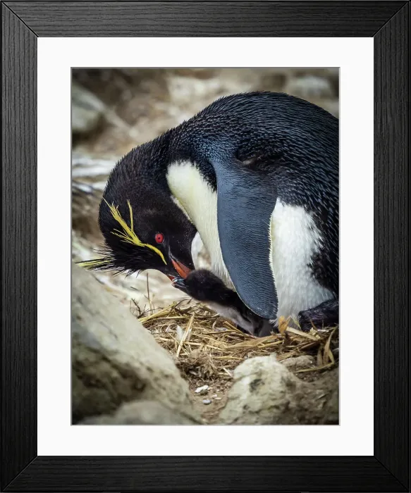 Framed Print : Climate Change Global Warming National Geographic Framed Print : Climate Change Global Warming National Geographic