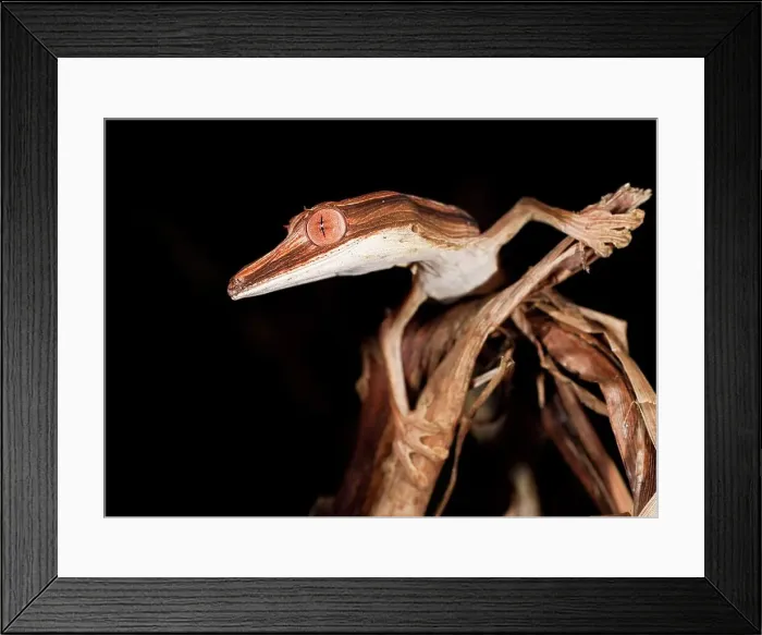 Framed Print : Lined Leaf-Tailed gecko (Uroplatus lineatus) active in forest at night Framed Print : Lined Leaf-Tailed gecko (Uroplatus lineatus) active in forest at night
